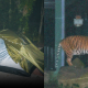 harga tiket zoo negara