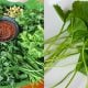 jenis sayur kampung