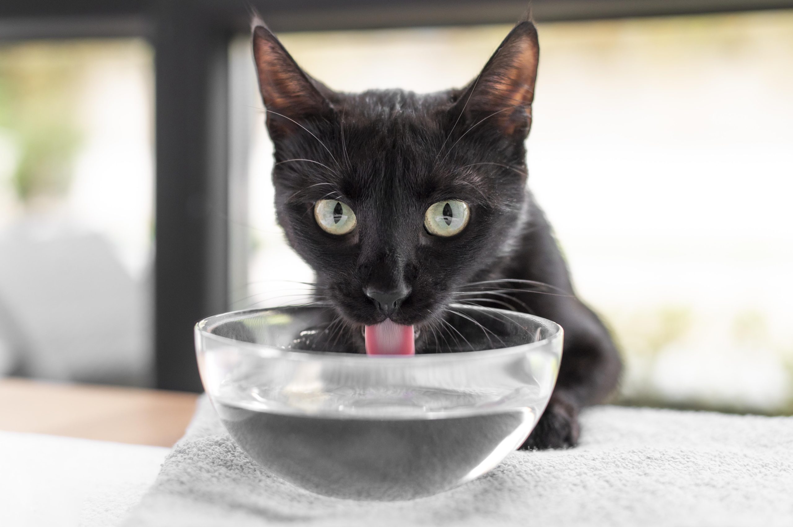 AIR SISA MINUMAN KUCING