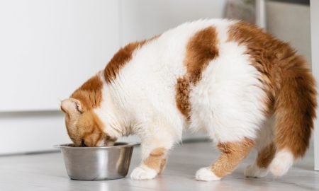 MAKANAN KUCING
