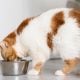 MAKANAN KUCING