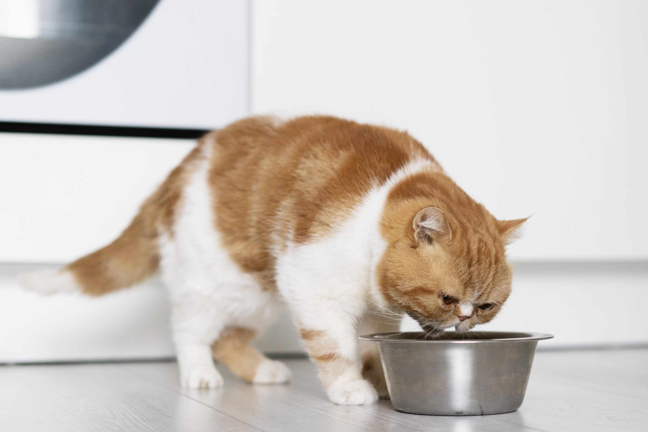 MAKANAN KUCING