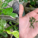 POKOK LIMAU PURUT