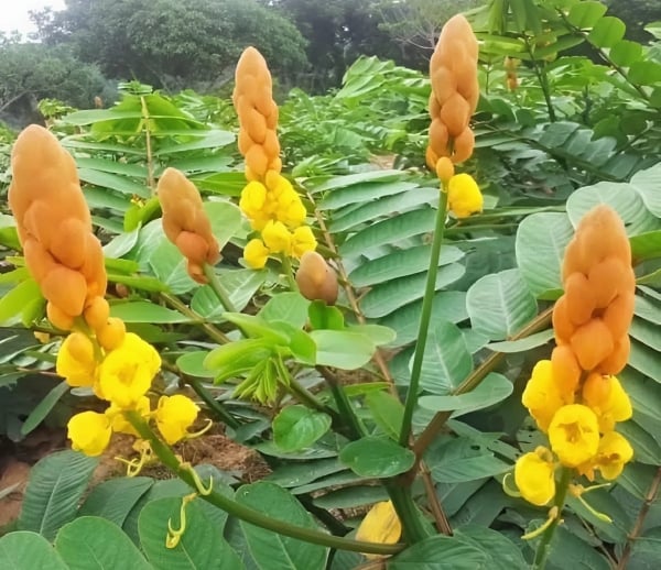 rawatan kurap