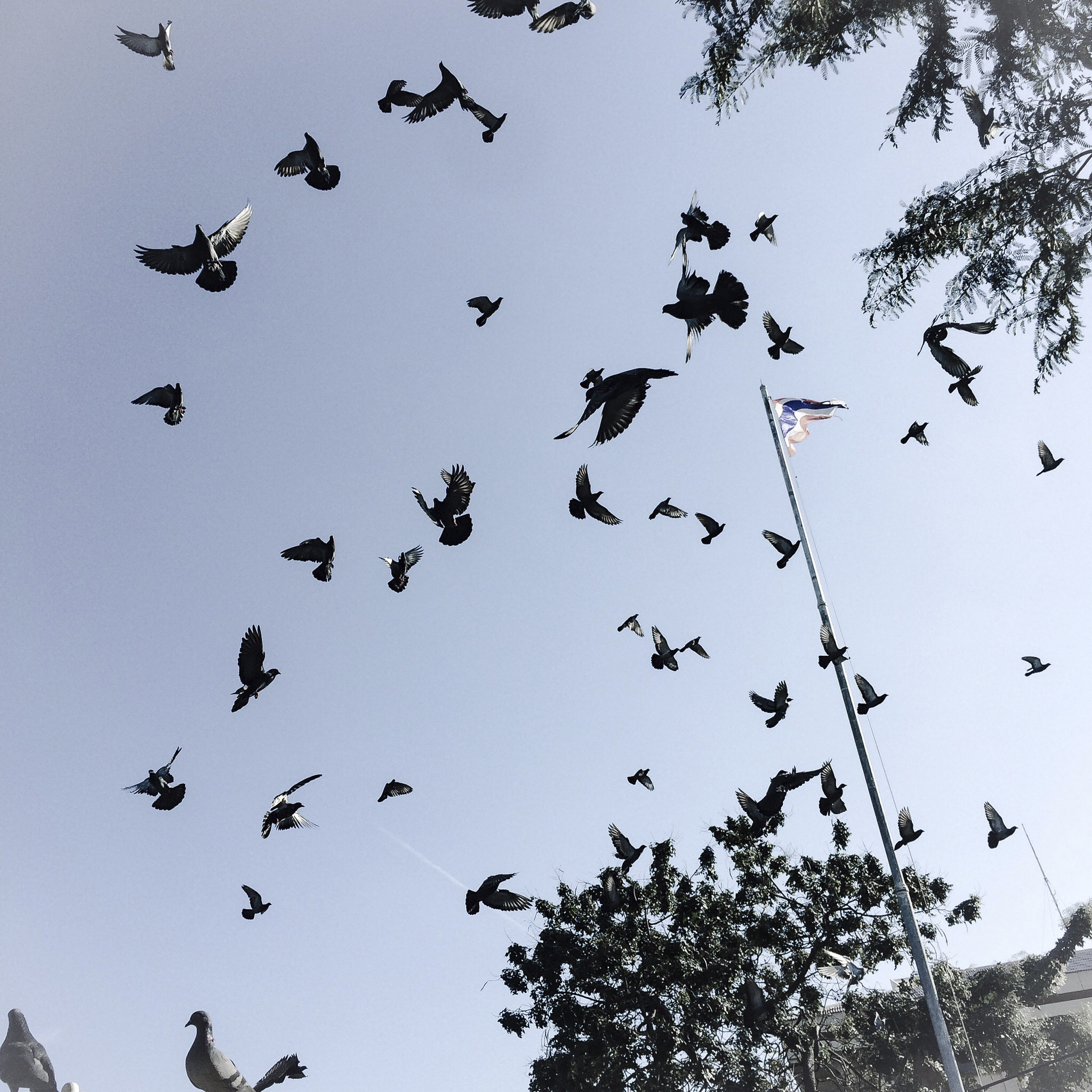 BURUNG MERPATI