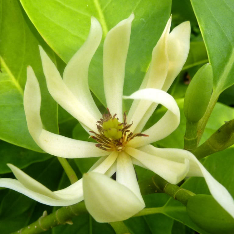 POKOK BUNGA BERHANTU