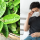 DAUN JAMBU BATU