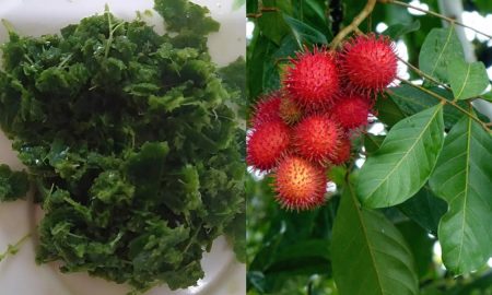 daun rambutan