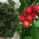 daun rambutan