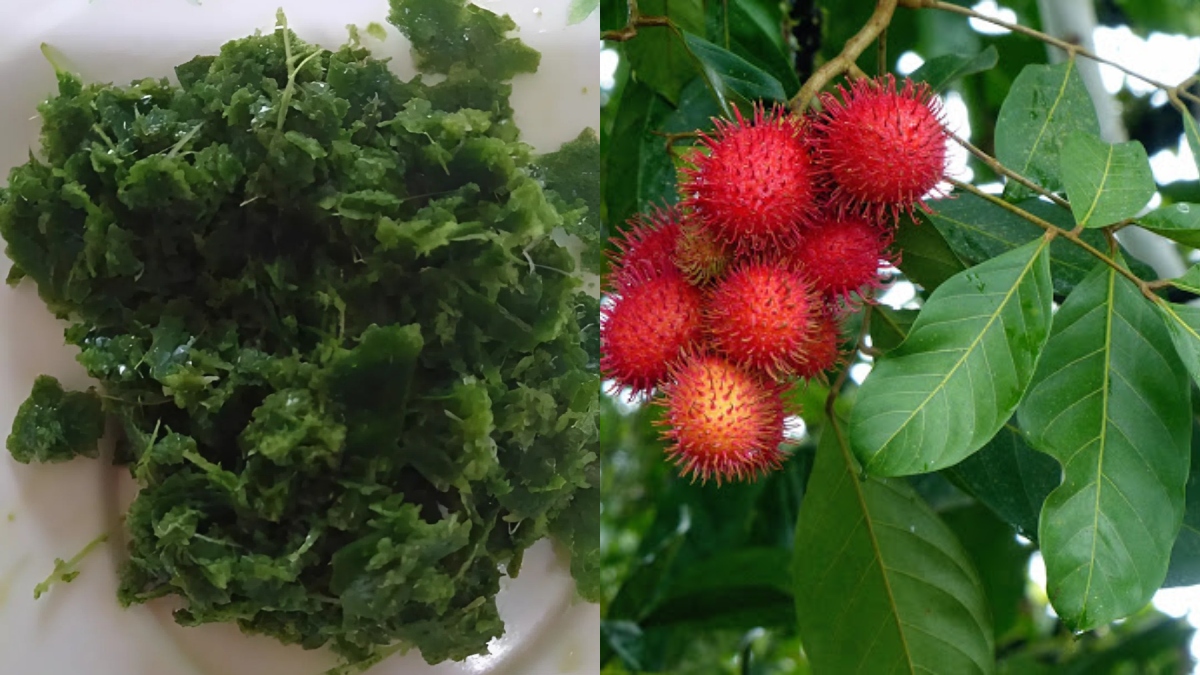 daun rambutan