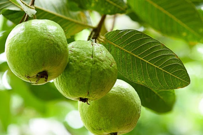 DAUN JAMBU BATU