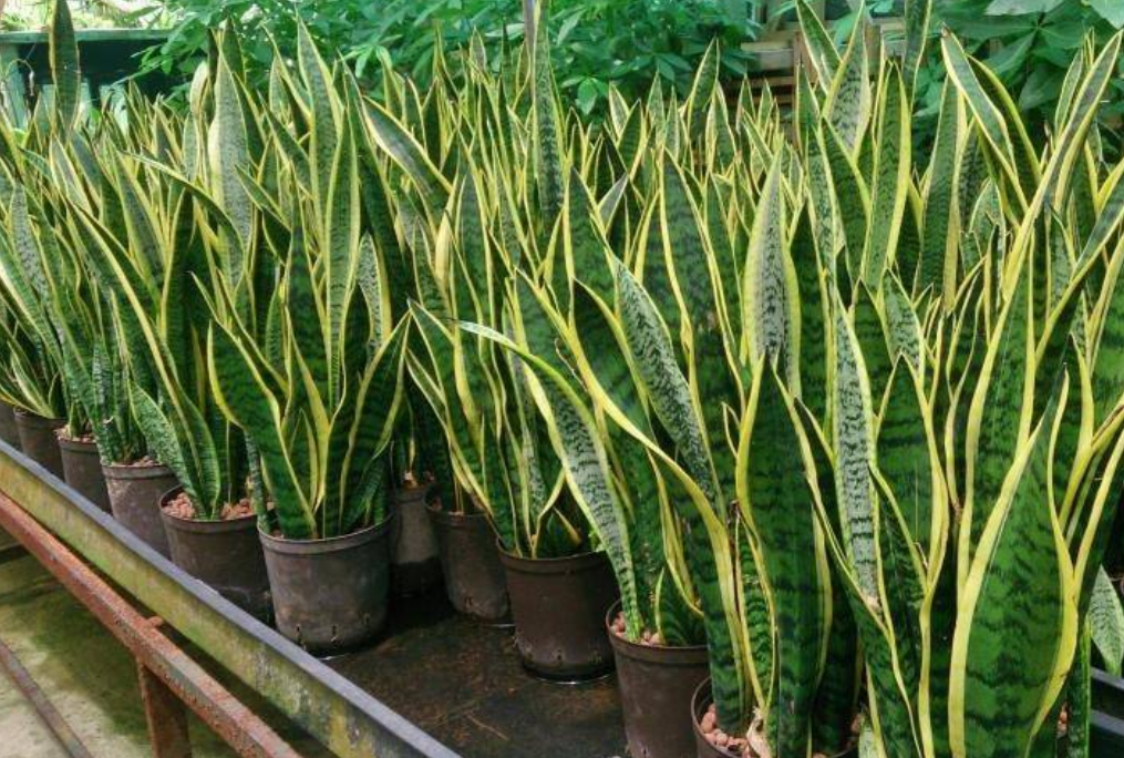 POKOK BUNGA BERHANTU