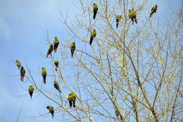 membela burung