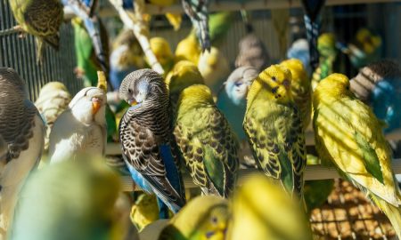 membela burung