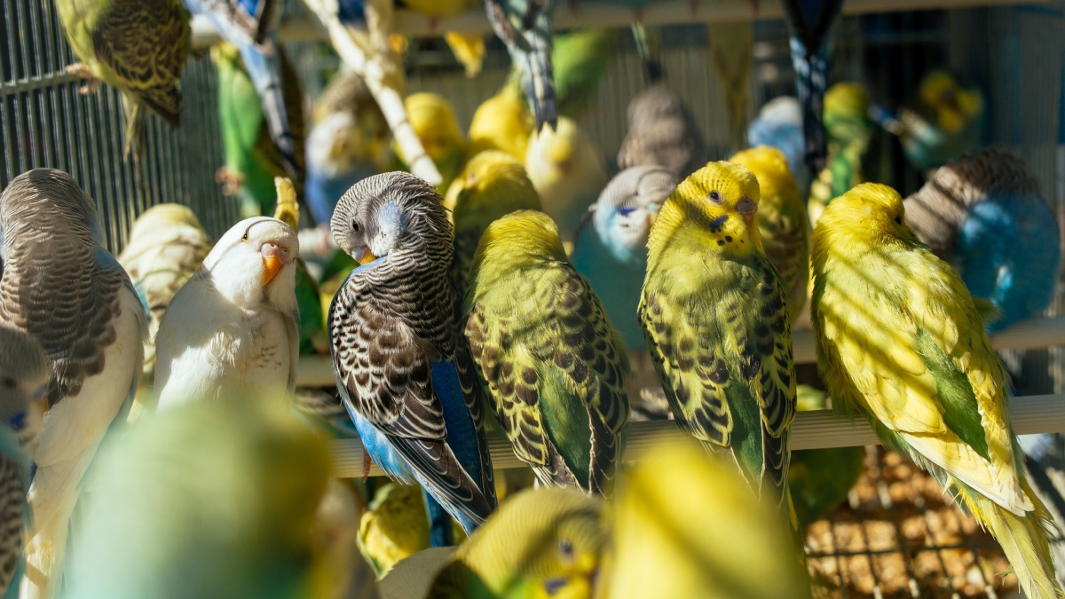 membela burung
