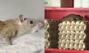 TIKUS ATAS BEKAS TELUR