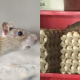 TIKUS ATAS BEKAS TELUR