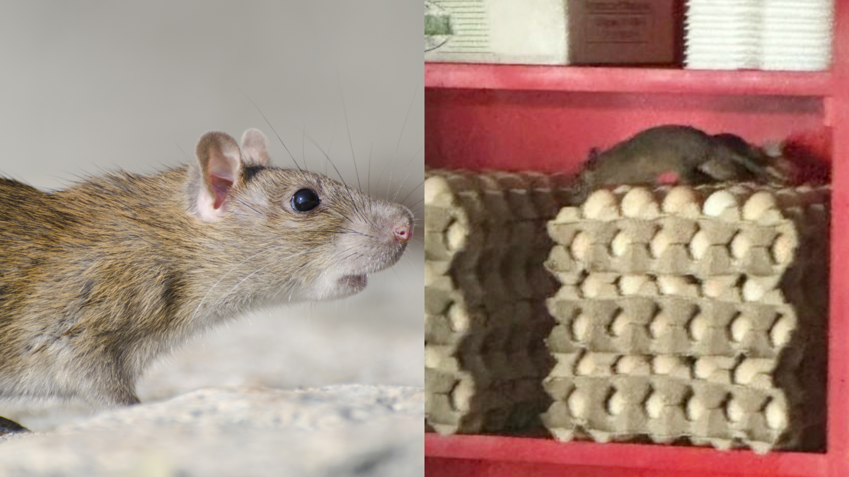 TIKUS ATAS BEKAS TELUR