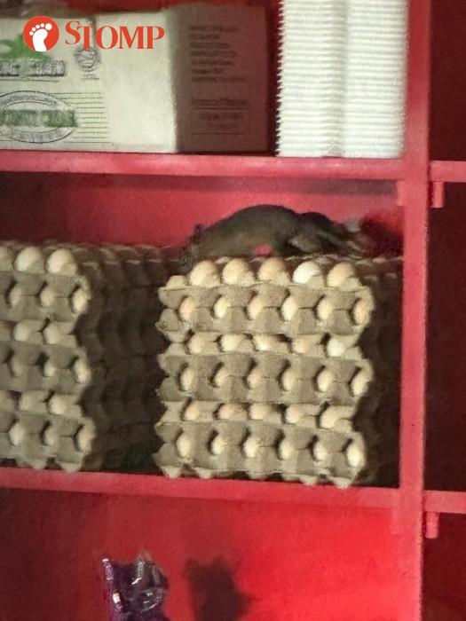 TIKUS ATAS BEKAS TELUR