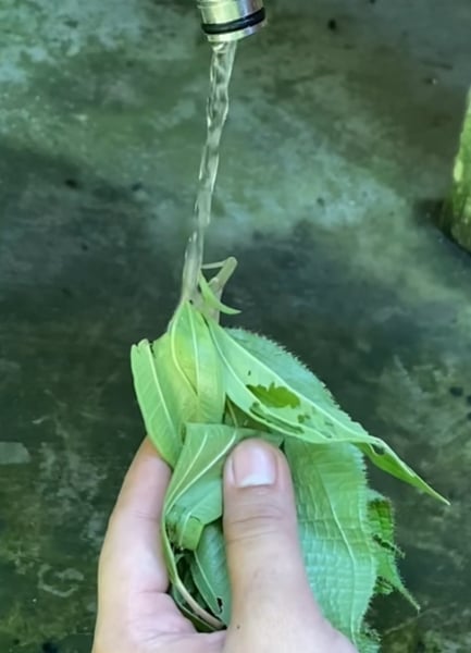 daun senduduk