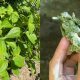daun senduduk