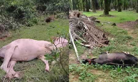 LEMBU MATI