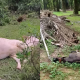 LEMBU MATI