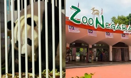 panda gergasi