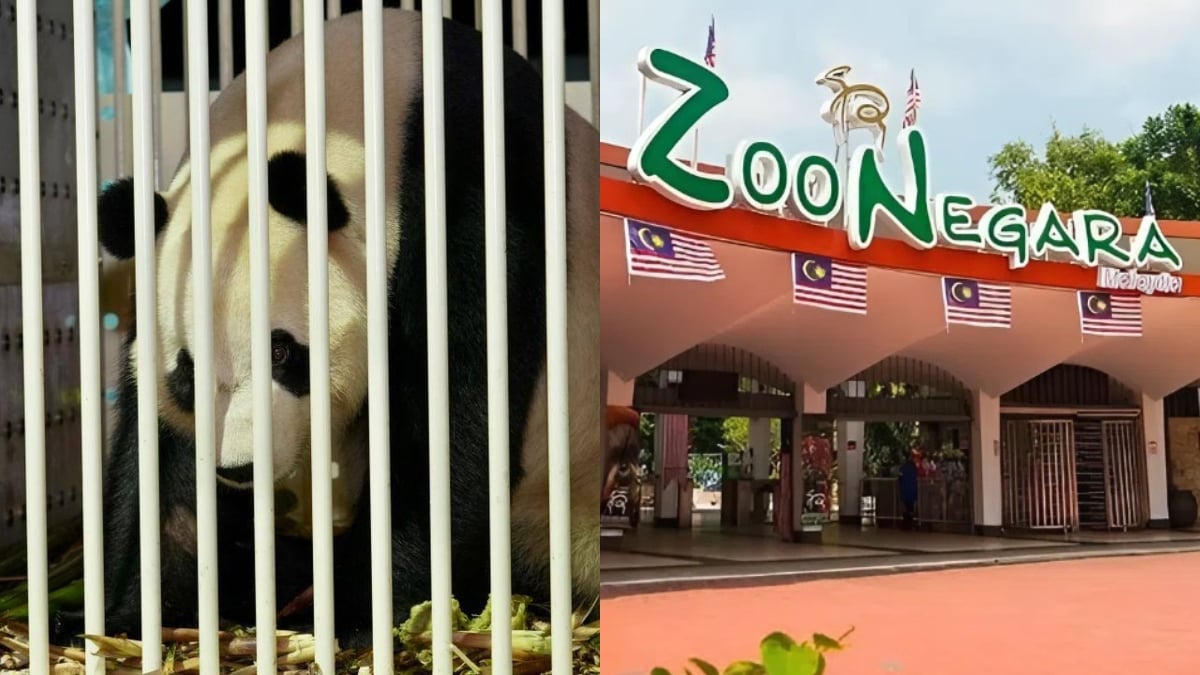 panda gergasi