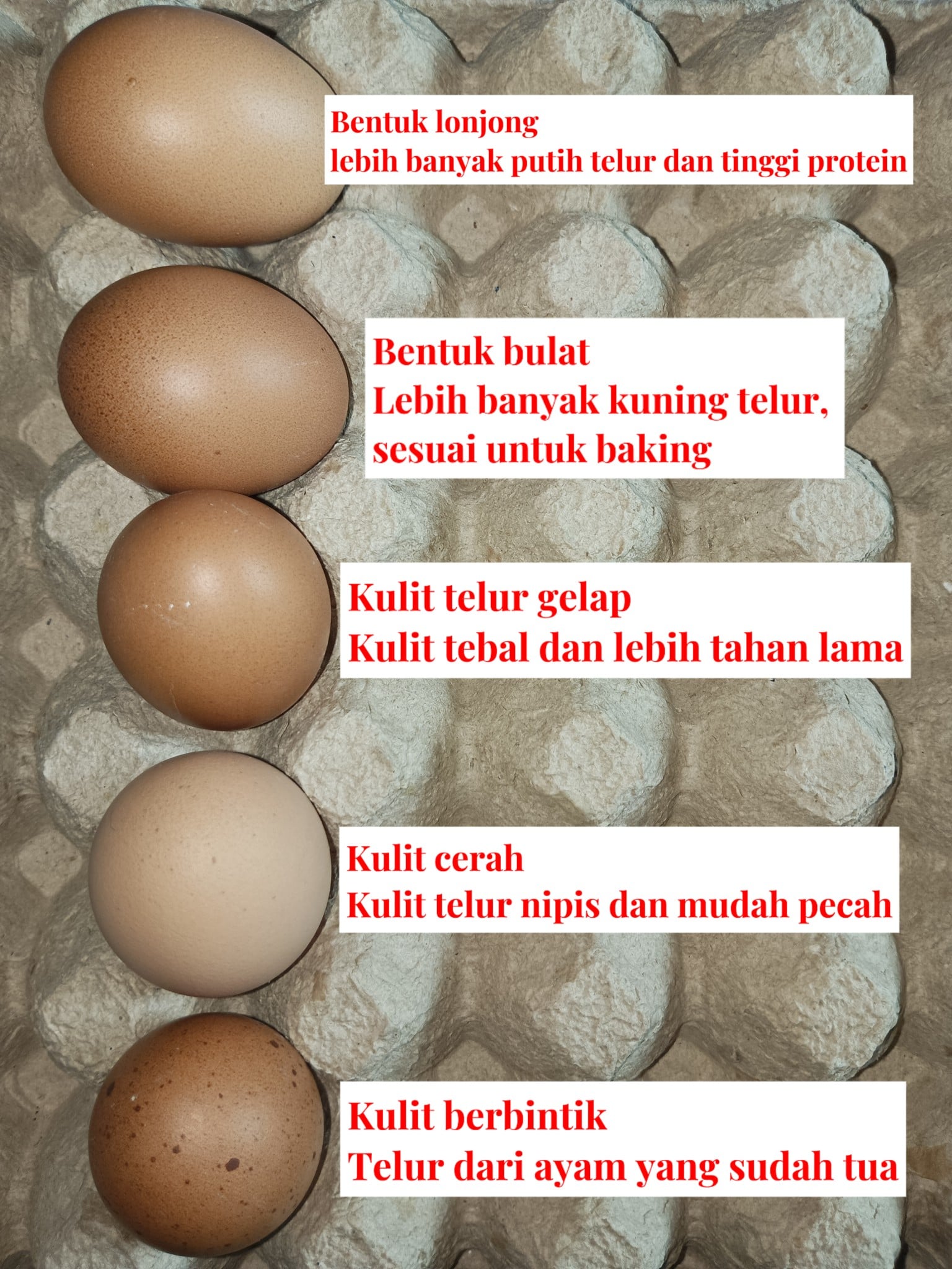 TELUR AYAM