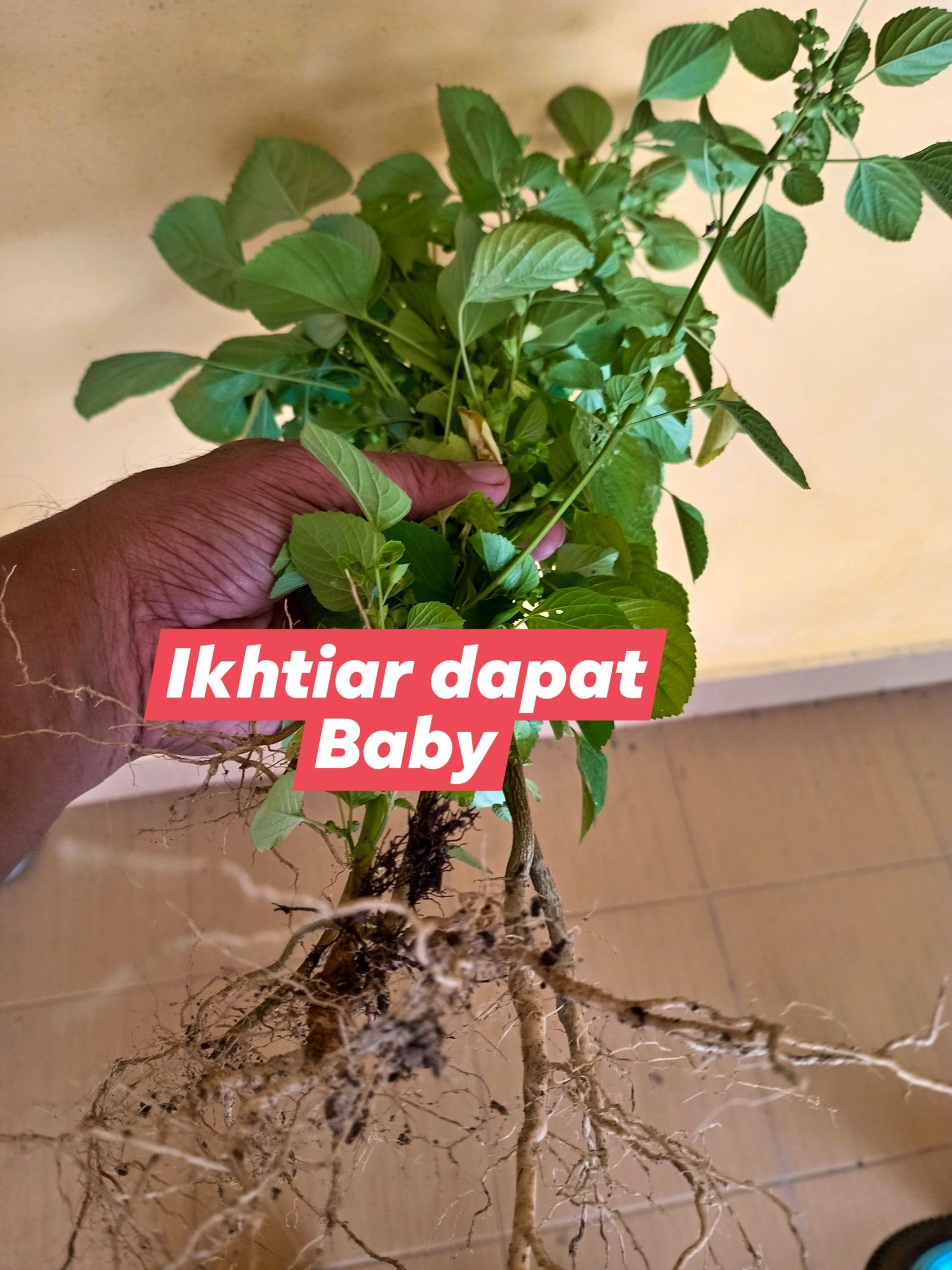 IKHTIAR HAMIL