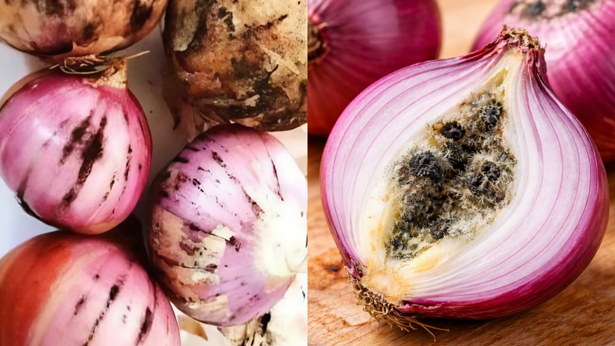 BAWANG MERAH BERKULAT