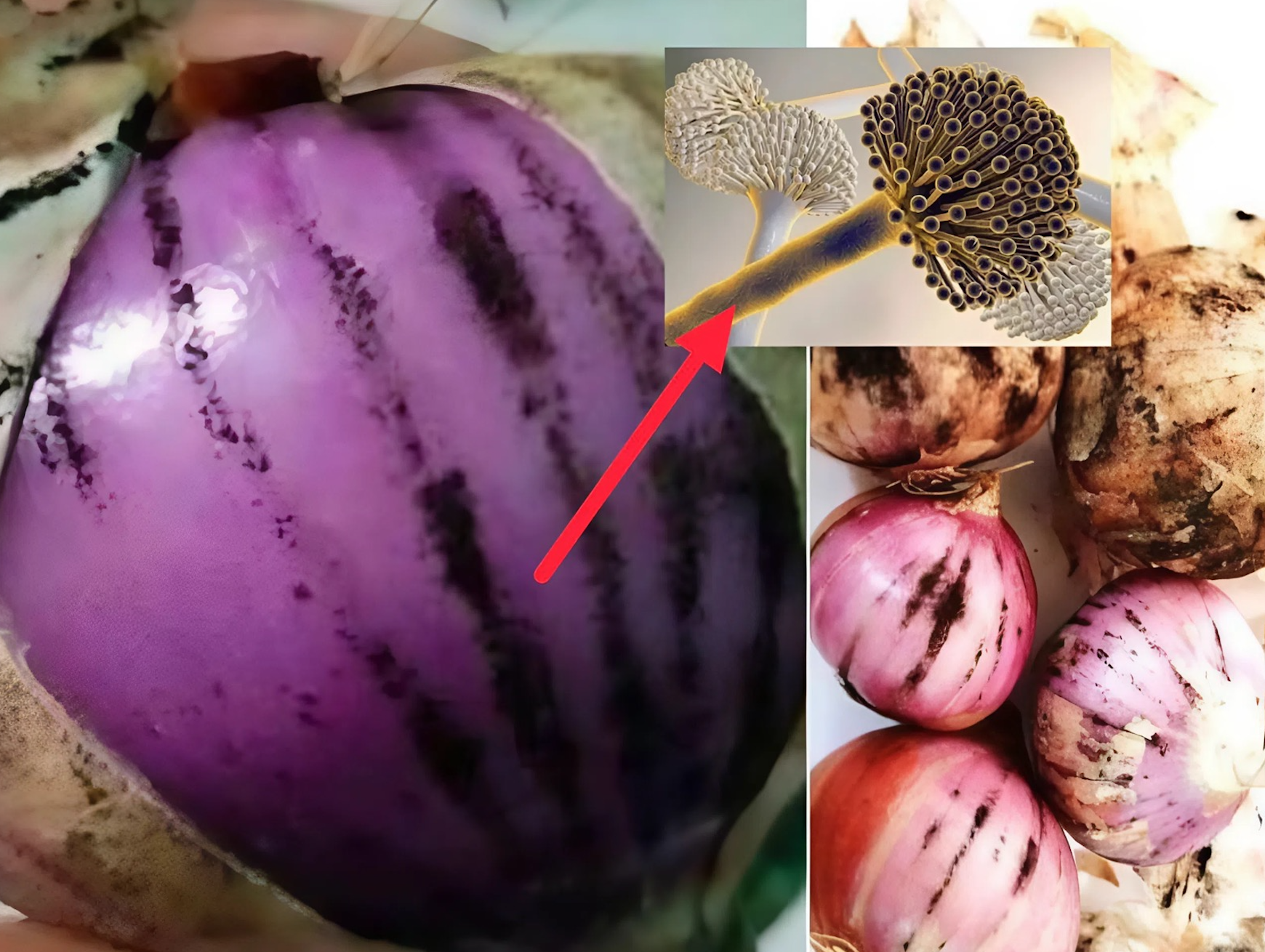 BAWANG MERAH BERKULAT