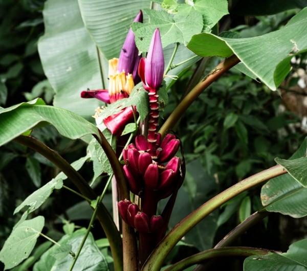 kerabu jantung pisang
