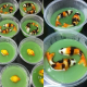 puding ikan koi