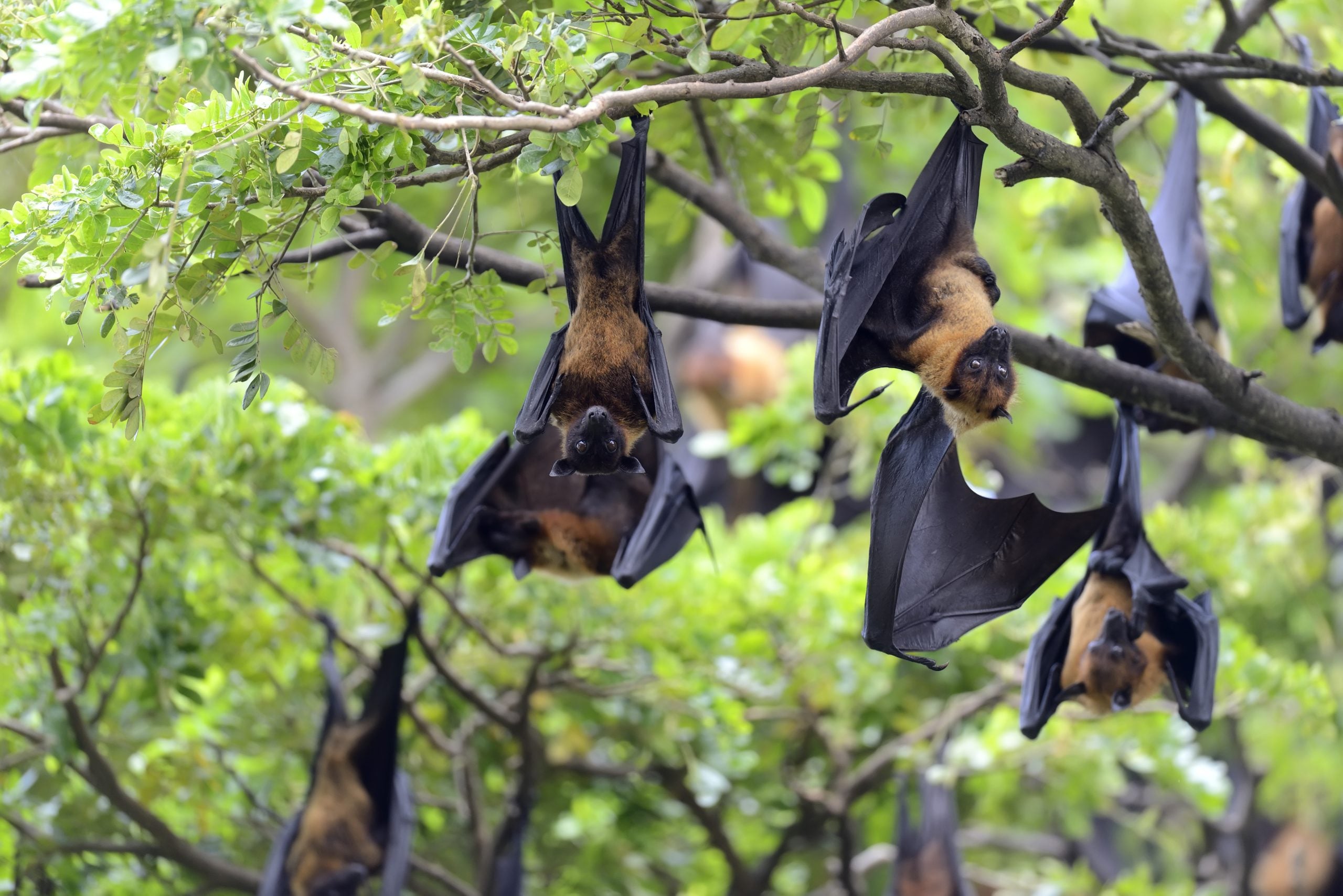 NIPAH VIRUS