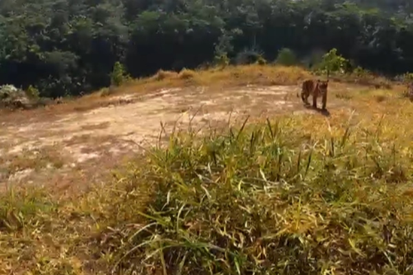 anggota PERHILITAN