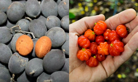 BUAH RARE