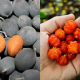 BUAH RARE