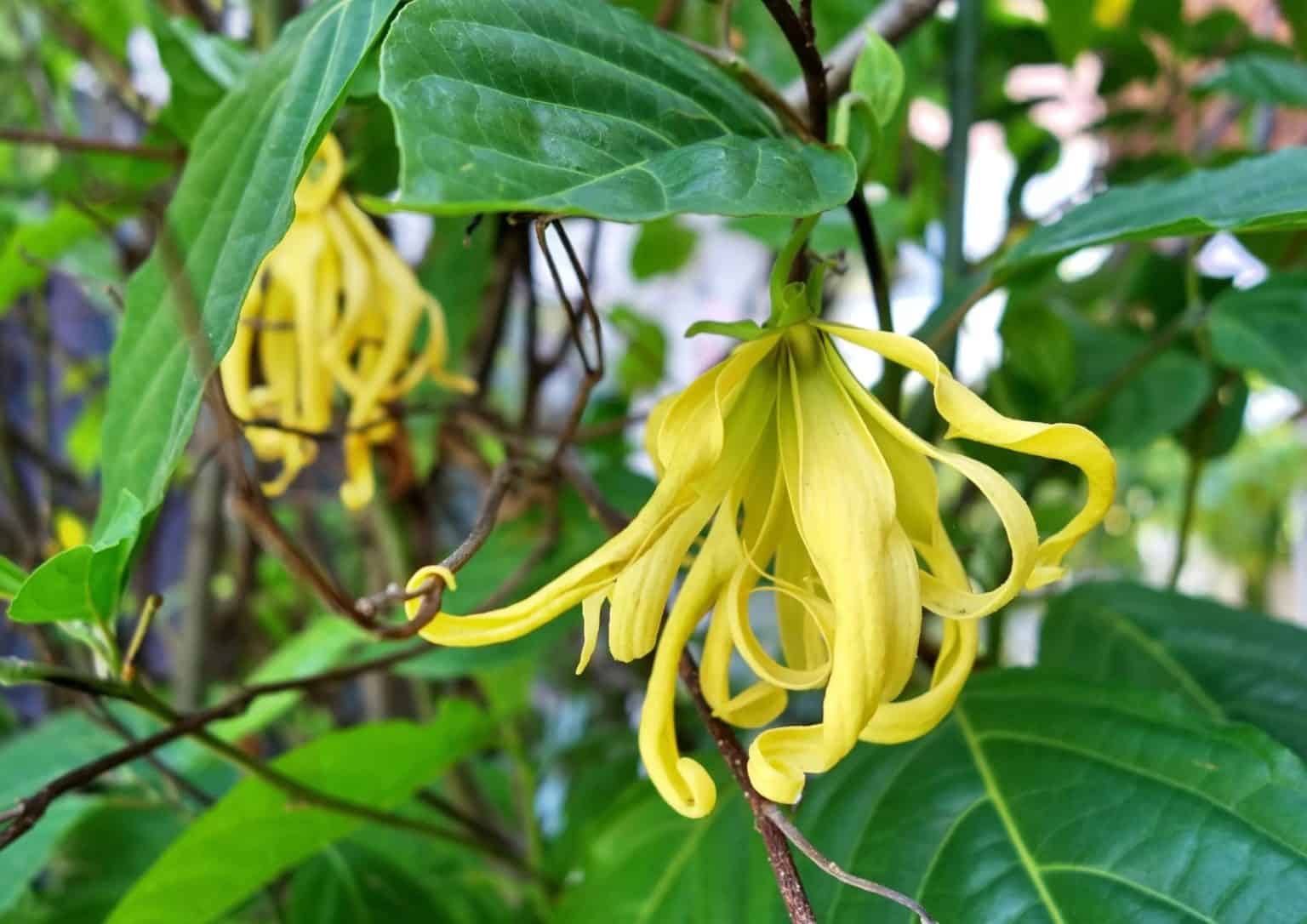POKOK UNTUK KUBUR