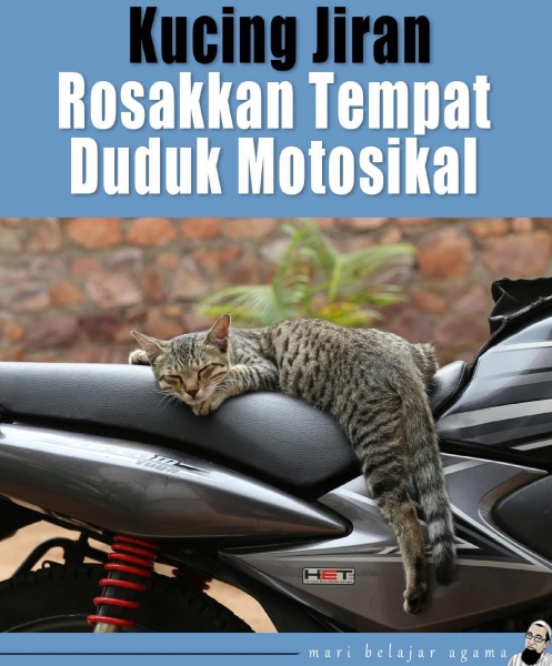 kucing jiran