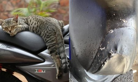 kucing jiran