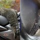 kucing jiran