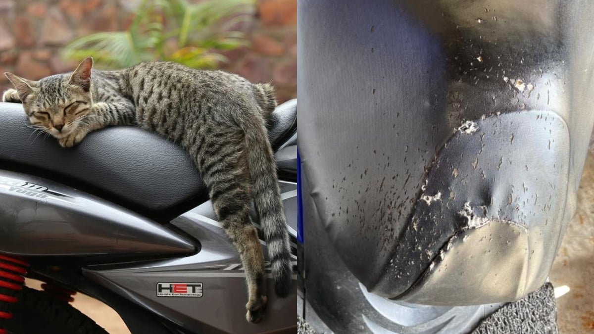 kucing jiran