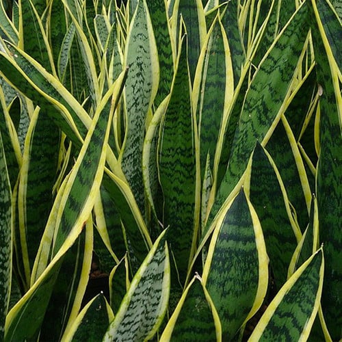 POKOK UNTUK KUBUR