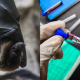 NIPAH VIRUS