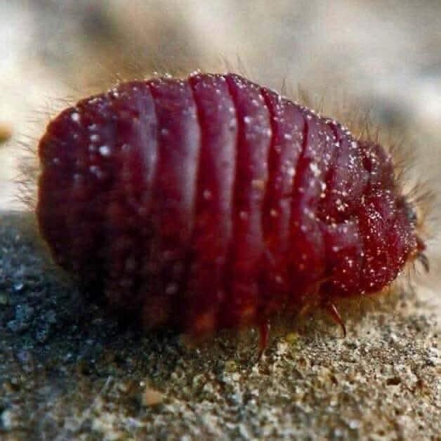 PEWARNA MERAH