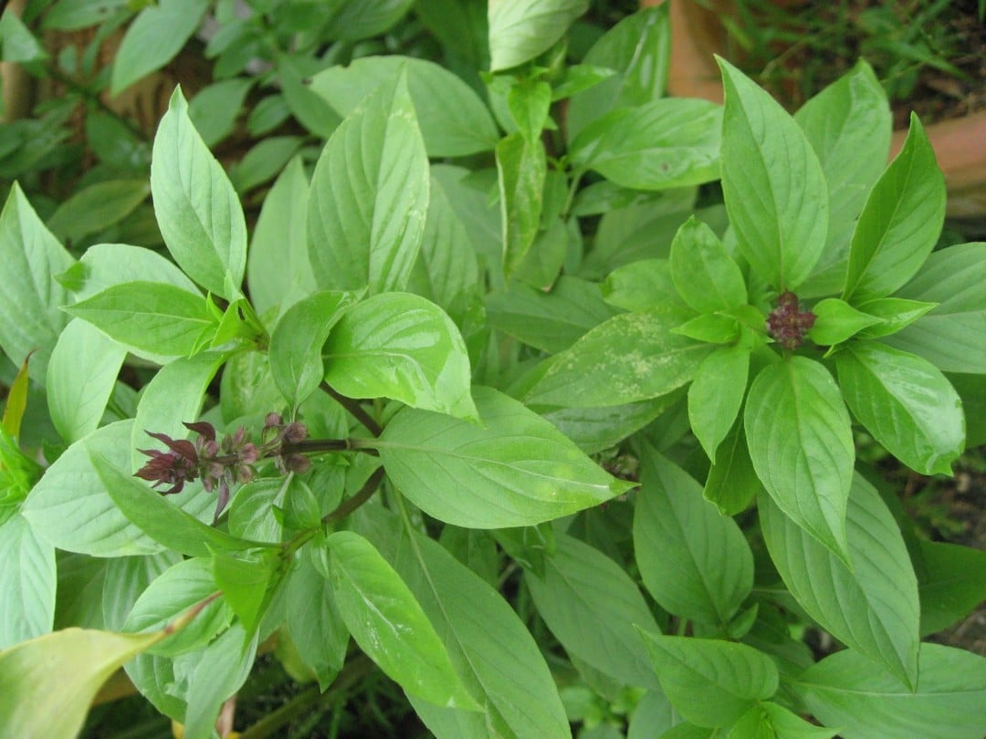 DAUN SELASIH