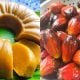 buah kelapa sawit