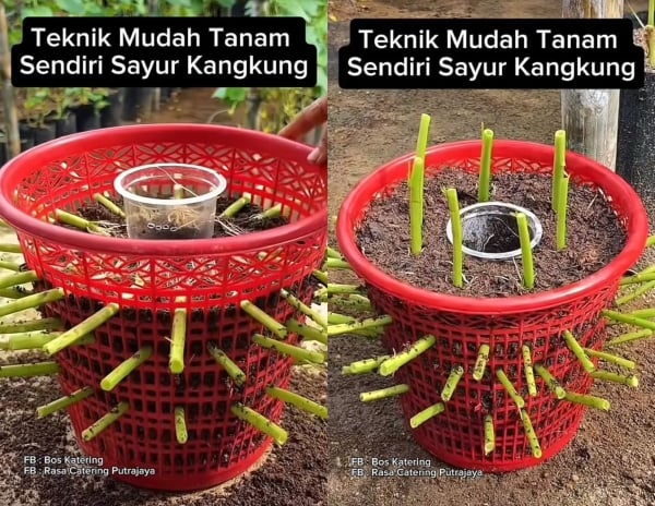 sayur kangkung